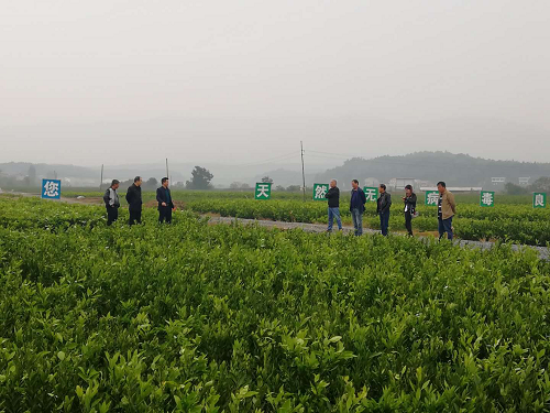 彩色油菜花的研究與開(kāi)發(fā)推廣