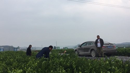 彩色油菜花的研究與開(kāi)發(fā)推廣