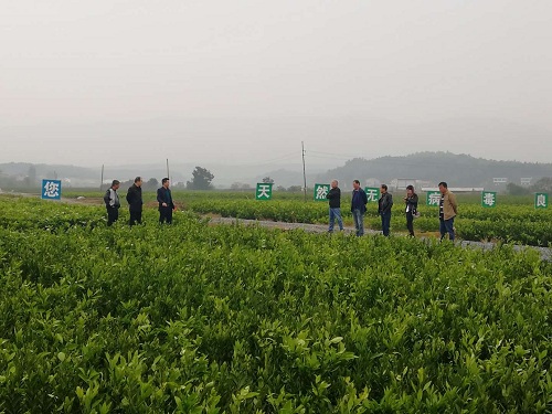 彩色油菜花的研究與開(kāi)發(fā)推廣
