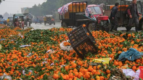 湖南樹人農(nóng)林科技有限公司,湖南柑橘品種銷售,中國果樹網(wǎng),常綠果樹類哪里好