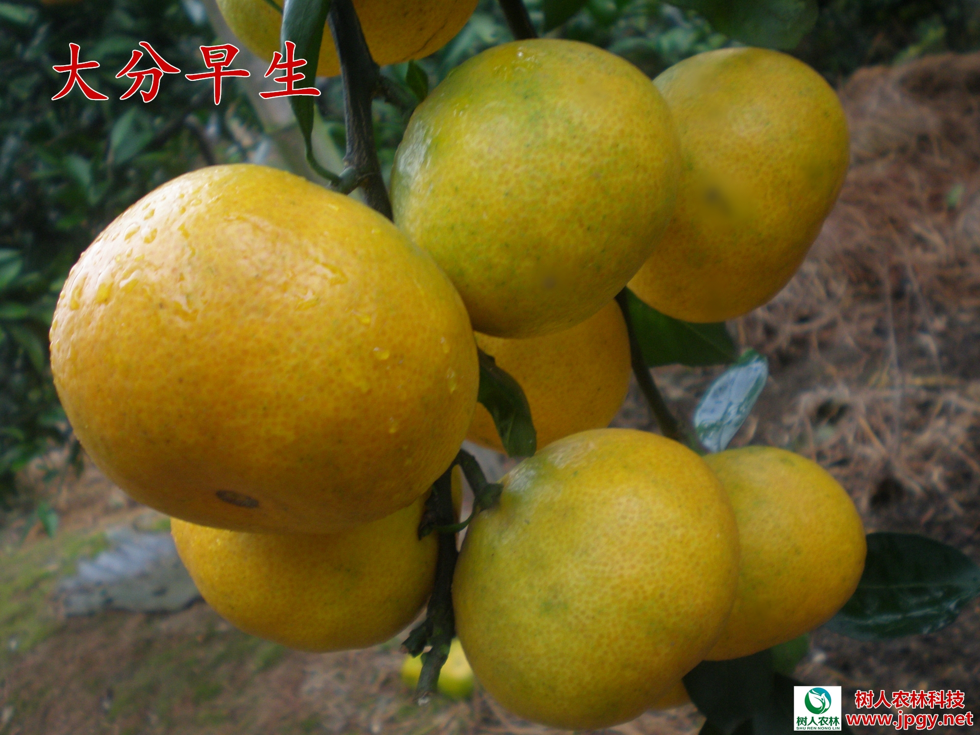 湖南樹人農(nóng)林科技有限公司,湖南柑橘品種銷售,中國果樹網(wǎng),常綠果樹類哪里好