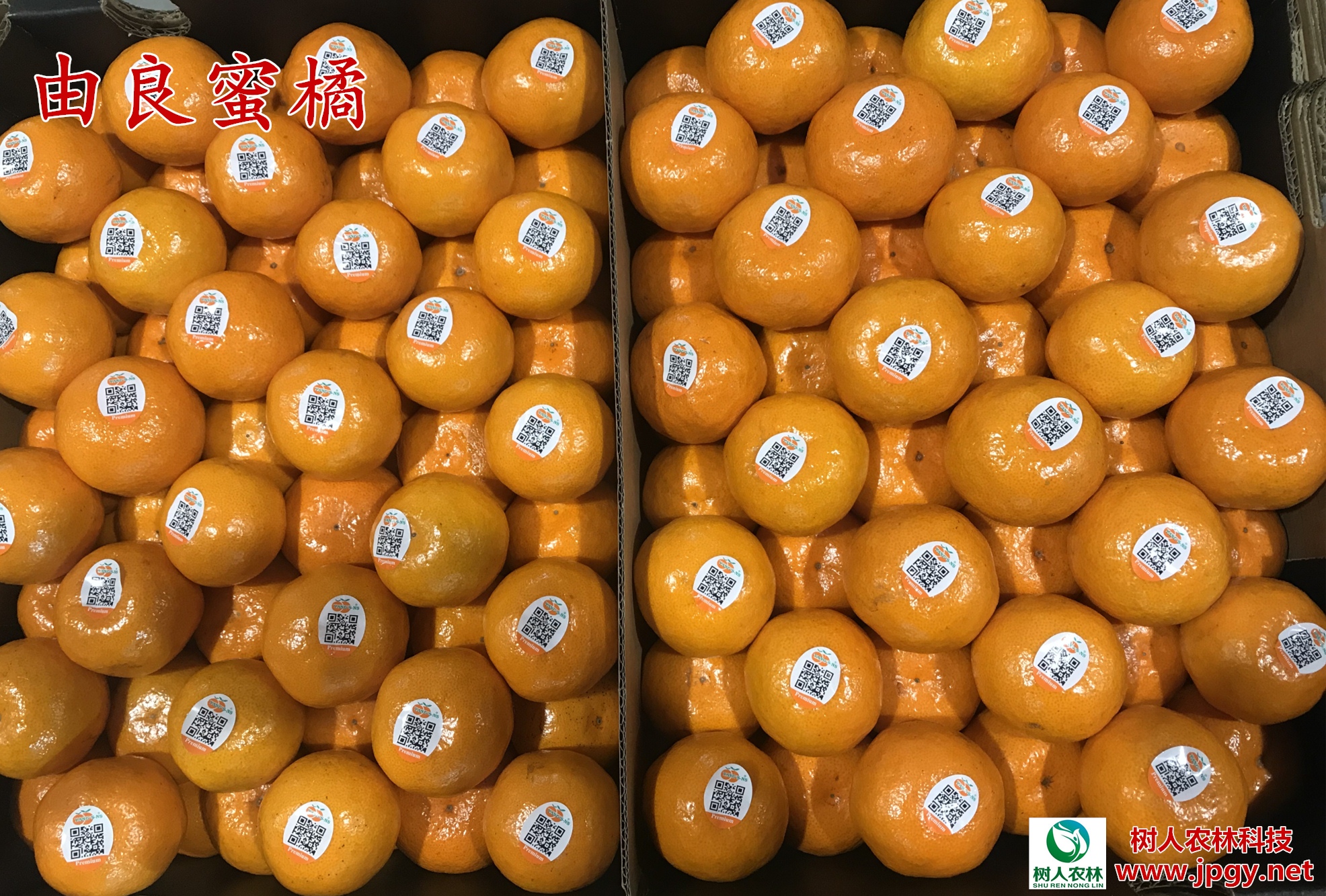 湖南樹人農(nóng)林科技有限公司,湖南柑橘品種銷售,中國果樹網(wǎng),常綠果樹類哪里好