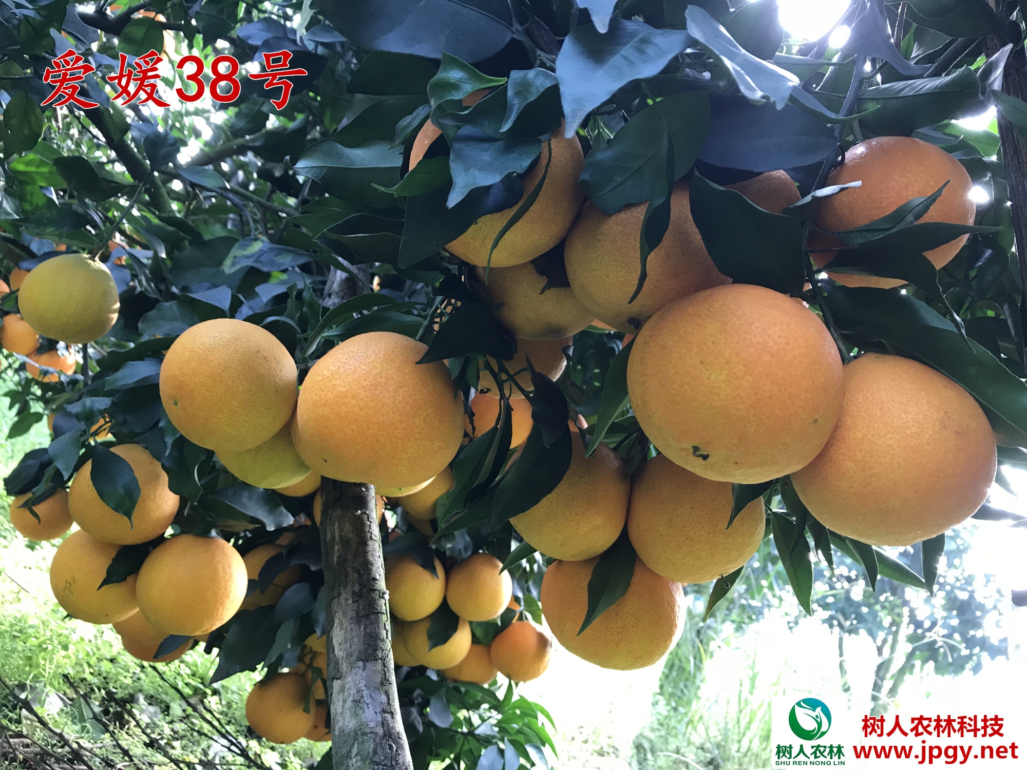 湖南樹人農(nóng)林科技有限公司,湖南柑橘品種銷售,中國果樹網(wǎng),常綠果樹類哪里好