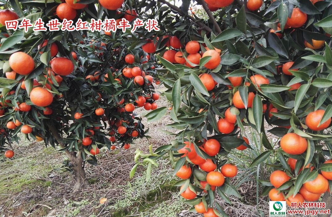 湖南樹人農(nóng)林科技有限公司,湖南柑橘品種銷售,中國果樹網(wǎng),常綠果樹類哪里好