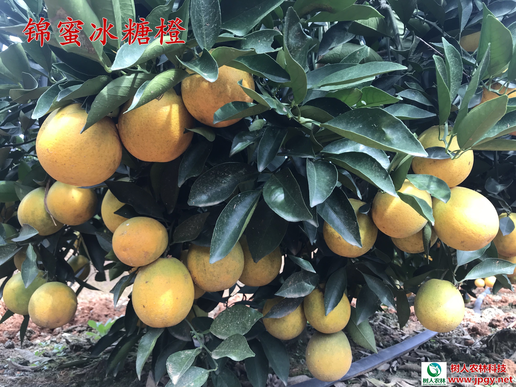 湖南樹人農(nóng)林科技有限公司,湖南柑橘品種銷售,中國果樹網(wǎng),常綠果樹類哪里好