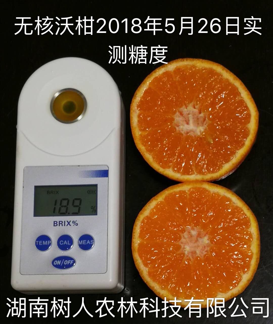 湖南樹人農(nóng)林科技有限公司,湖南柑橘品種銷售,中國果樹網(wǎng),常綠果樹類哪里好