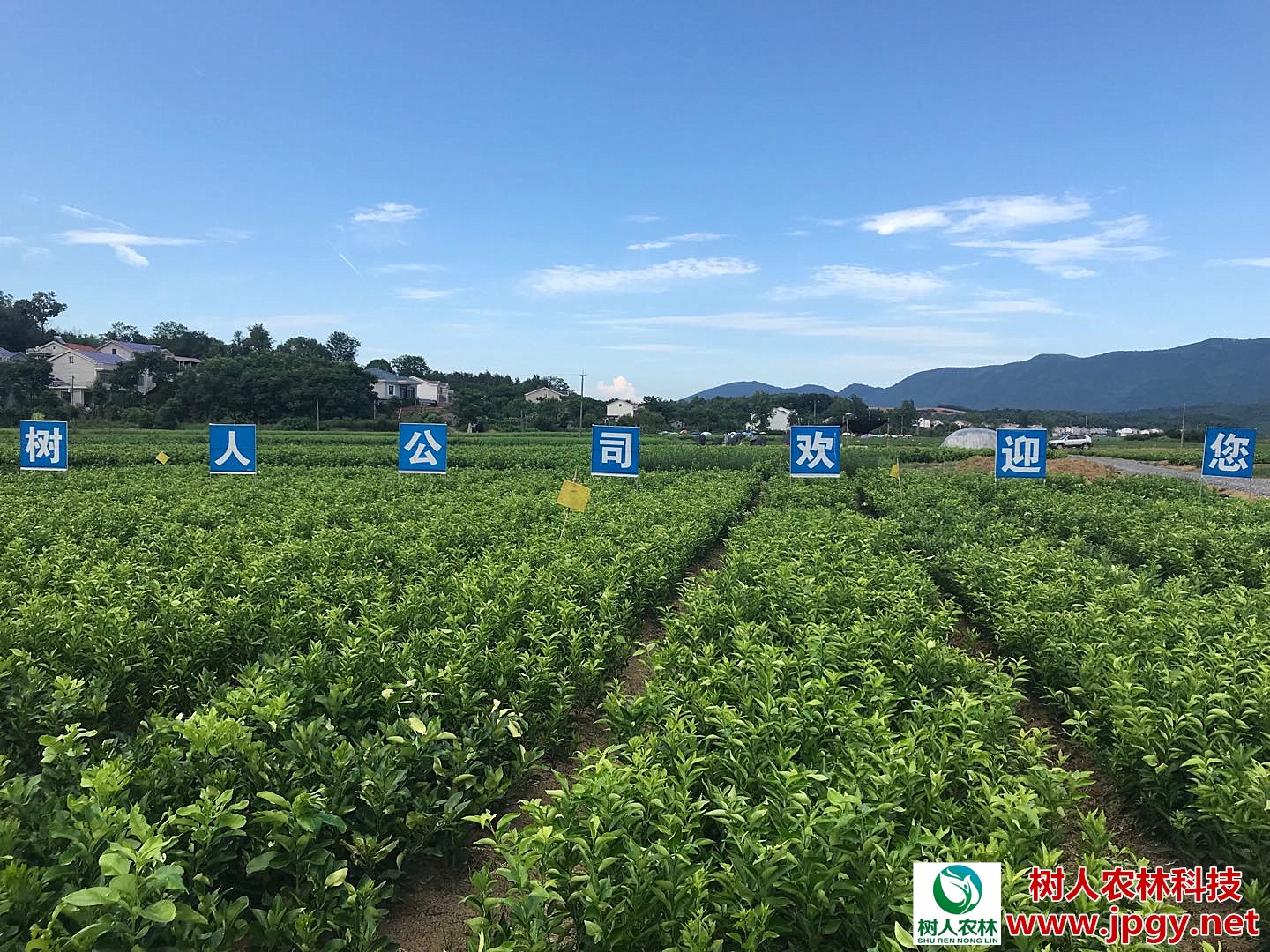 湖南樹人農(nóng)林科技有限公司,湖南柑橘品種銷售,中國果樹網(wǎng),常綠果樹類哪里好