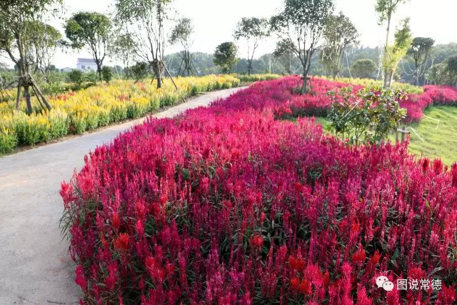 湖南樹人農(nóng)林科技有限公司,湖南柑橘品種銷售,中國果樹網(wǎng),常綠果樹類哪里好