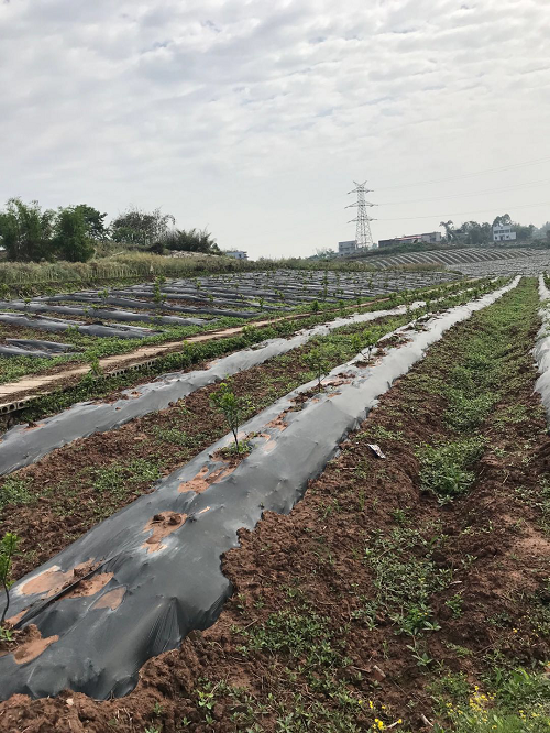 湖南樹人農(nóng)林科技有限公司,湖南柑橘品種銷售,中國(guó)果樹網(wǎng),常綠果樹類哪里好