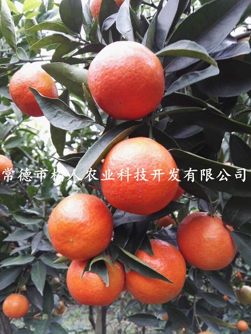 湖南樹人農(nóng)林科技有限公司,湖南柑橘品種銷售,中國(guó)果樹網(wǎng),常綠果樹類哪里好