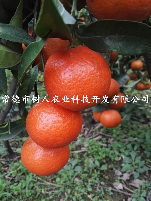 湖南樹人農(nóng)林科技有限公司,湖南柑橘品種銷售,中國(guó)果樹網(wǎng),常綠果樹類哪里好