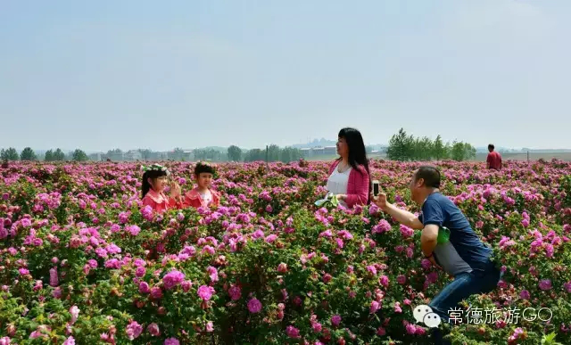 湖南樹人農(nóng)林科技有限公司,湖南柑橘品種銷售,中國(guó)果樹網(wǎng),常綠果樹類哪里好