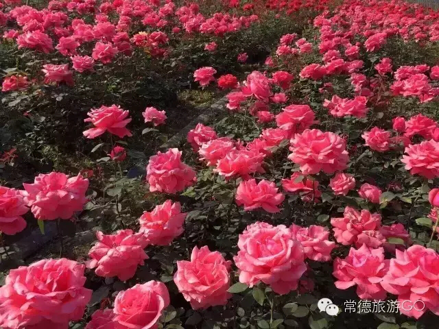 湖南樹人農(nóng)林科技有限公司,湖南柑橘品種銷售,中國(guó)果樹網(wǎng),常綠果樹類哪里好