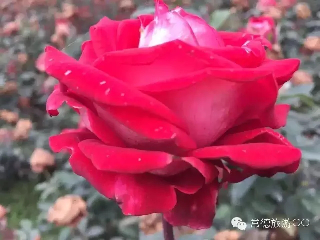 湖南樹人農(nóng)林科技有限公司,湖南柑橘品種銷售,中國(guó)果樹網(wǎng),常綠果樹類哪里好