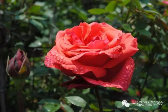 湖南樹人農(nóng)林科技有限公司,湖南柑橘品種銷售,中國(guó)果樹網(wǎng),常綠果樹類哪里好