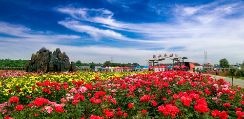 湖南樹人農(nóng)林科技有限公司,湖南柑橘品種銷售,中國果樹網(wǎng),常綠果樹類哪里好