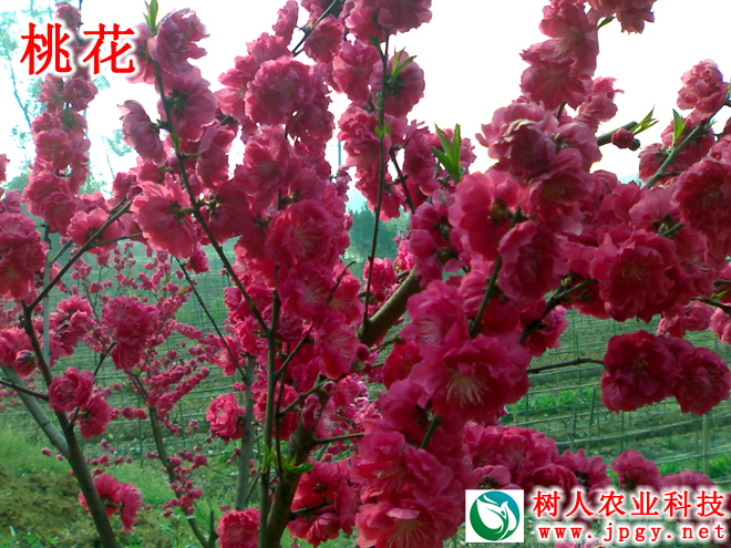 湖南樹人農(nóng)林科技有限公司,湖南柑橘品種銷售,中國果樹網(wǎng),常綠果樹類哪里好 湖南樹人農(nóng)林科技有限公司,湖南柑橘品種銷售,中國果樹網(wǎng),常綠果樹類哪里好