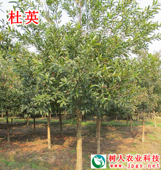 湖南樹人農(nóng)林科技有限公司,湖南柑橘品種銷售,中國果樹網(wǎng),常綠果樹類哪里好