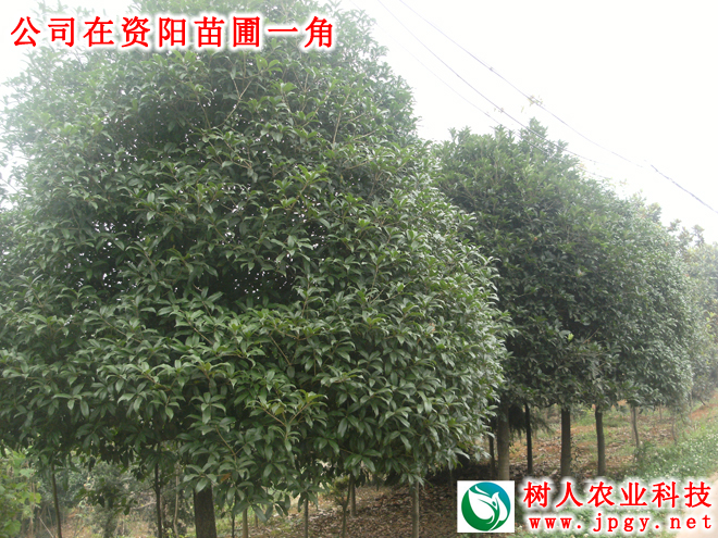 湖南樹(shù)人農(nóng)林科技有限公司,湖南柑橘品種銷售,中國(guó)果樹(shù)網(wǎng),常綠果樹(shù)類哪里好