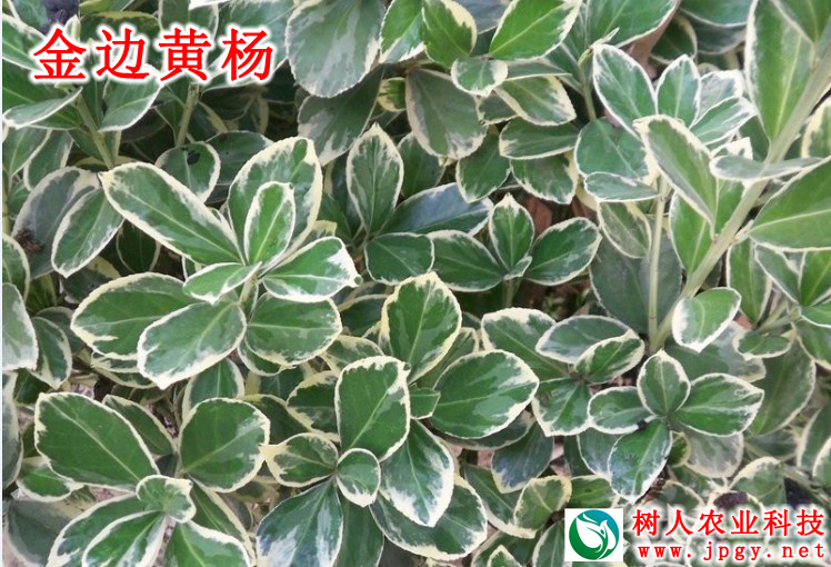 湖南樹人農(nóng)林科技有限公司,湖南柑橘品種銷售,中國果樹網(wǎng),常綠果樹類哪里好