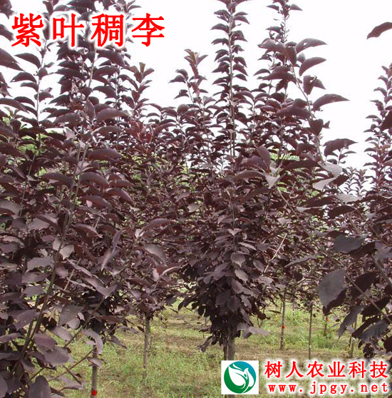 湖南樹人農(nóng)林科技有限公司,湖南柑橘品種銷售,中國果樹網(wǎng),常綠果樹類哪里好