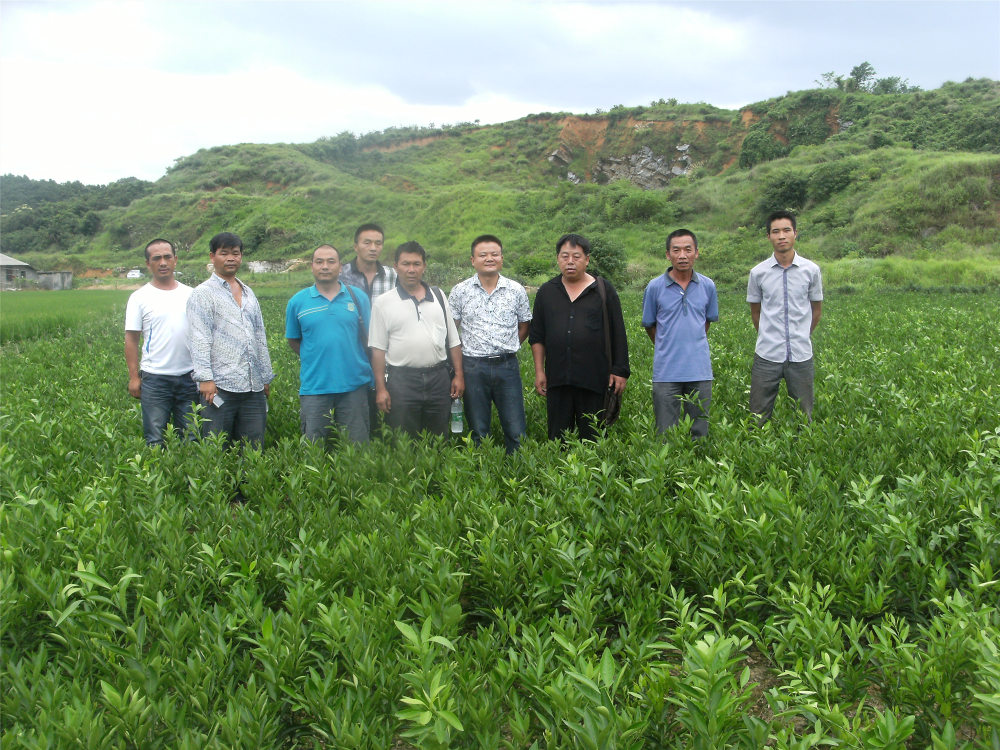 湖南樹(shù)人農(nóng)林科技有限公司,湖南柑橘品種銷(xiāo)售,中國(guó)果樹(shù)網(wǎng),常綠果樹(shù)類(lèi)哪里好