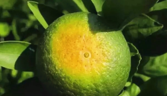 湖南樹人農(nóng)林科技有限公司,湖南柑橘品種銷售,中國(guó)果樹網(wǎng),常綠果樹類哪里好