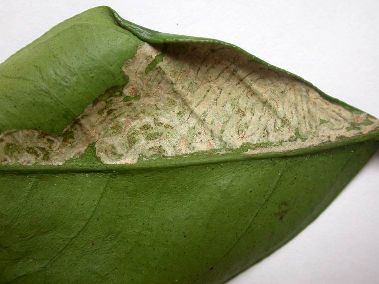 湖南樹人農(nóng)林科技有限公司,湖南柑橘品種銷售,中國果樹網(wǎng),常綠果樹類哪里好