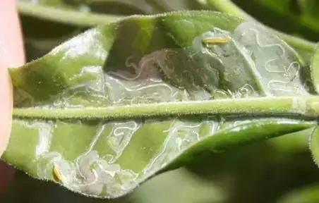 湖南樹人農(nóng)林科技有限公司,湖南柑橘品種銷售,中國果樹網(wǎng),常綠果樹類哪里好