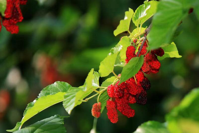 湖南樹(shù)人農(nóng)林科技有限公司,湖南柑橘品種銷(xiāo)售,中國(guó)果樹(shù)網(wǎng),常綠果樹(shù)類(lèi)哪里好