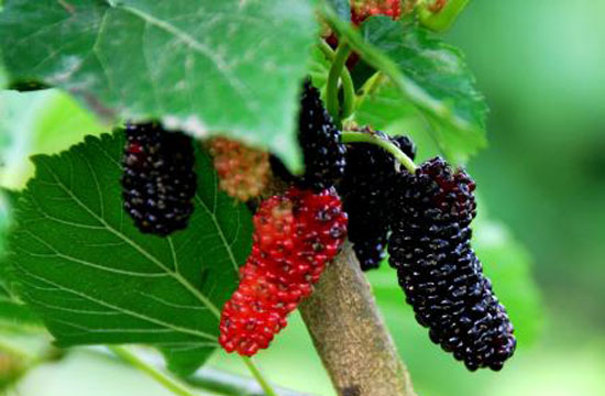 湖南樹(shù)人農(nóng)林科技有限公司,湖南柑橘品種銷(xiāo)售,中國(guó)果樹(shù)網(wǎng),常綠果樹(shù)類(lèi)哪里好