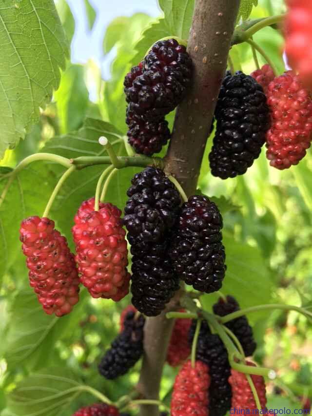 湖南樹(shù)人農(nóng)林科技有限公司,湖南柑橘品種銷(xiāo)售,中國(guó)果樹(shù)網(wǎng),常綠果樹(shù)類(lèi)哪里好