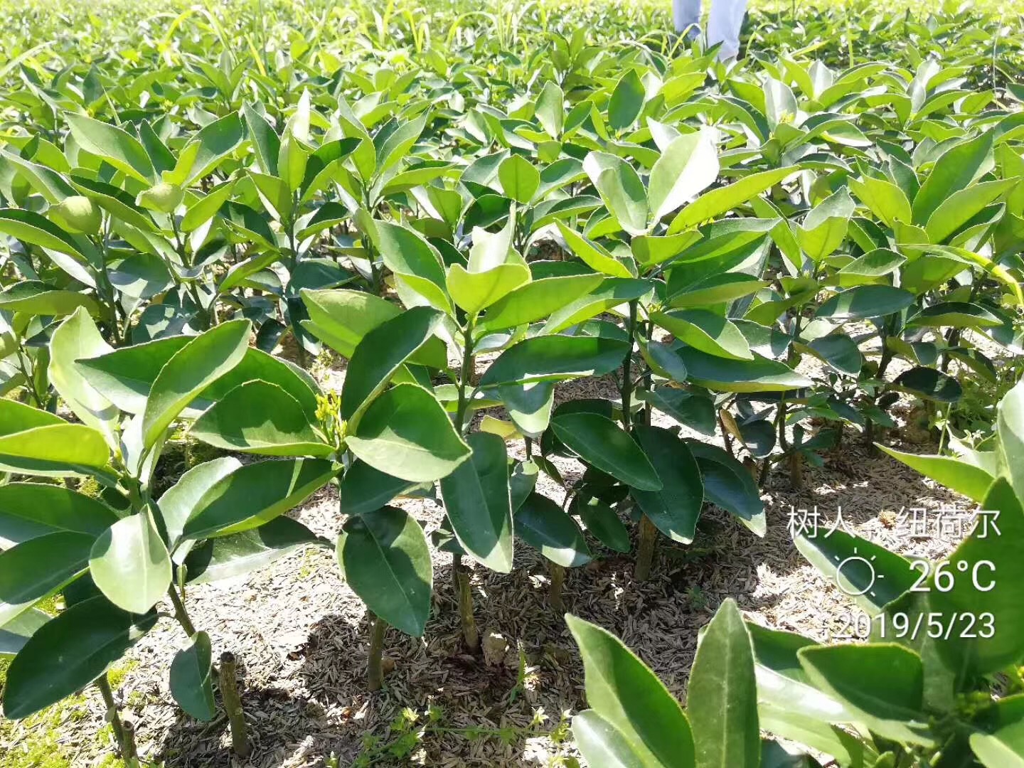 湖南樹人農(nóng)林科技有限公司,湖南柑橘品種銷售,中國果樹網(wǎng),常綠果樹類哪里好 湖南樹人農(nóng)林科技有限公司,湖南柑橘品種銷售,中國果樹網(wǎng),常綠果樹類哪里好