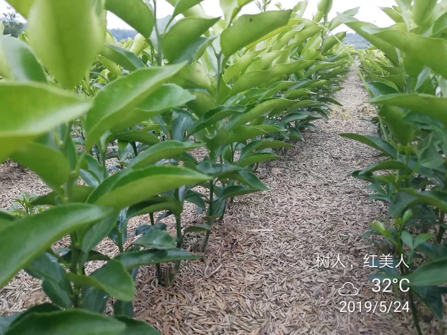 湖南樹人農(nóng)林科技有限公司,湖南柑橘品種銷售,中國果樹網(wǎng),常綠果樹類哪里好 湖南樹人農(nóng)林科技有限公司,湖南柑橘品種銷售,中國果樹網(wǎng),常綠果樹類哪里好