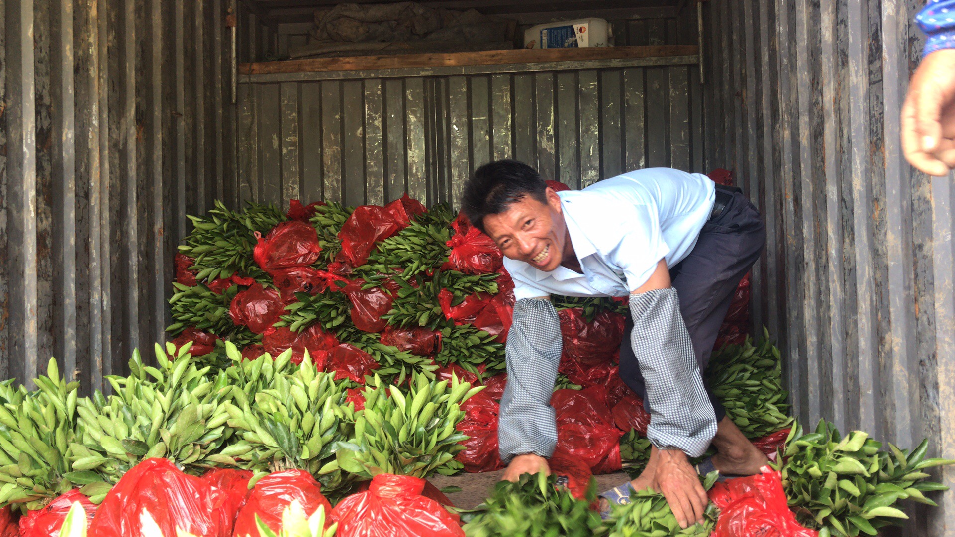 湖南樹人農(nóng)林科技有限公司,湖南柑橘品種銷售,中國果樹網(wǎng),常綠果樹類哪里好