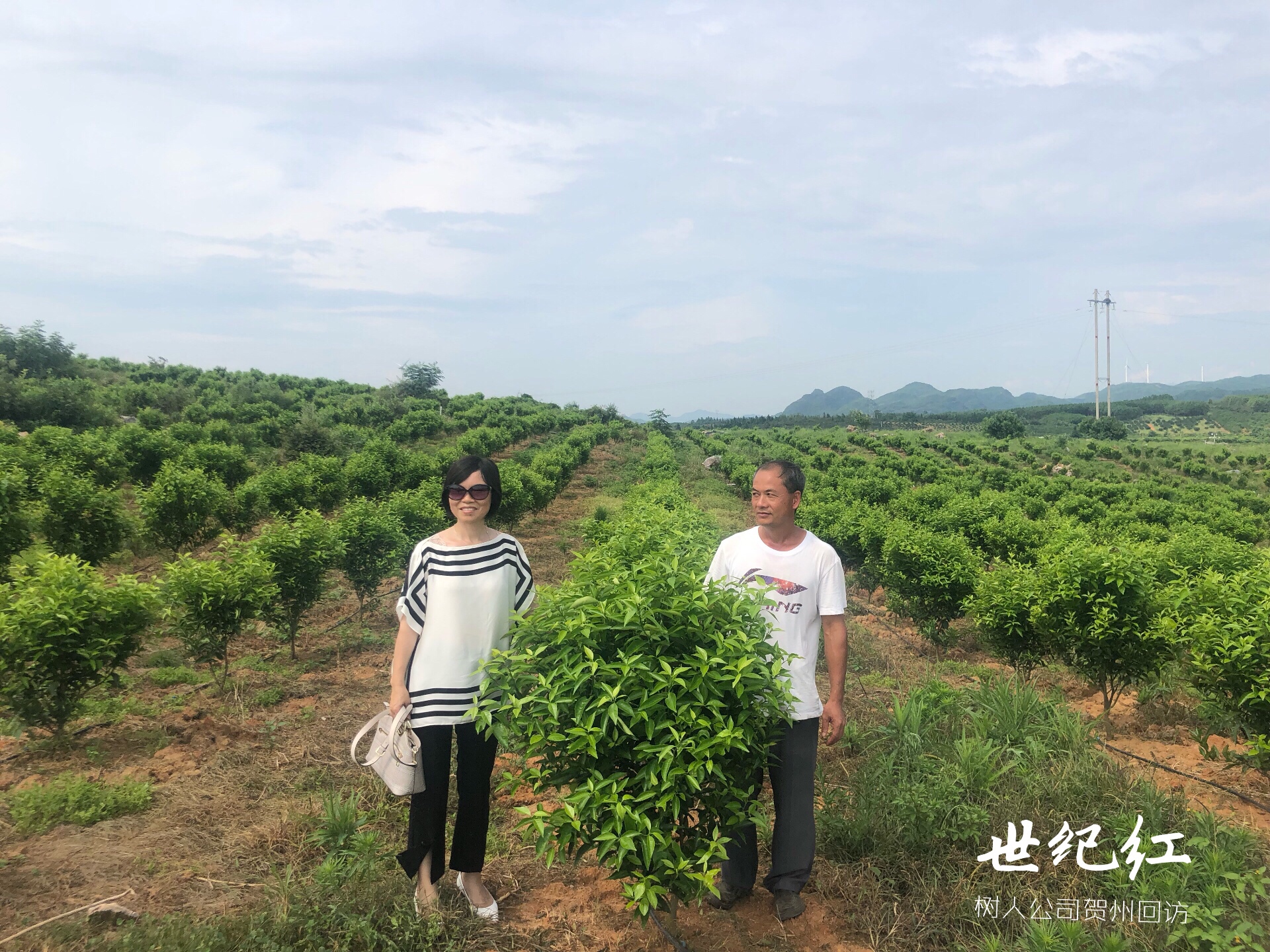 湖南樹人農林科技有限公司,湖南柑橘品種銷售,中國果樹網(wǎng),常綠果樹類哪里好