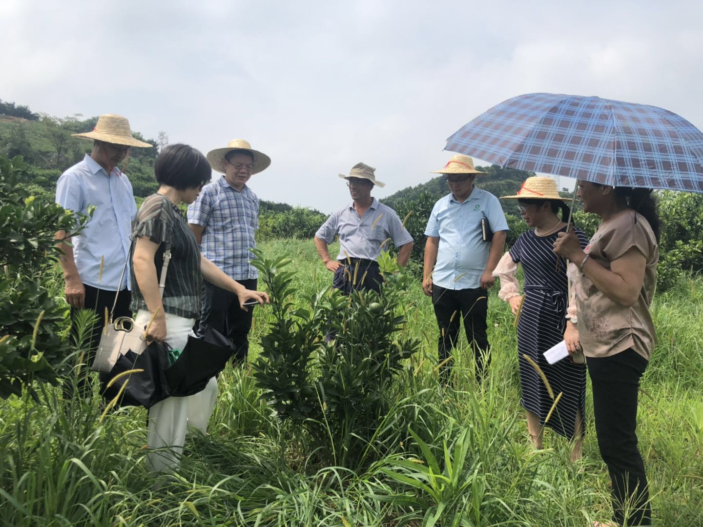 湖南樹人農林科技有限公司,湖南柑橘品種銷售,中國果樹網(wǎng),常綠果樹類哪里好 湖南樹人農林科技有限公司,湖南柑橘品種銷售,中國果樹網(wǎng),常綠果樹類哪里好
