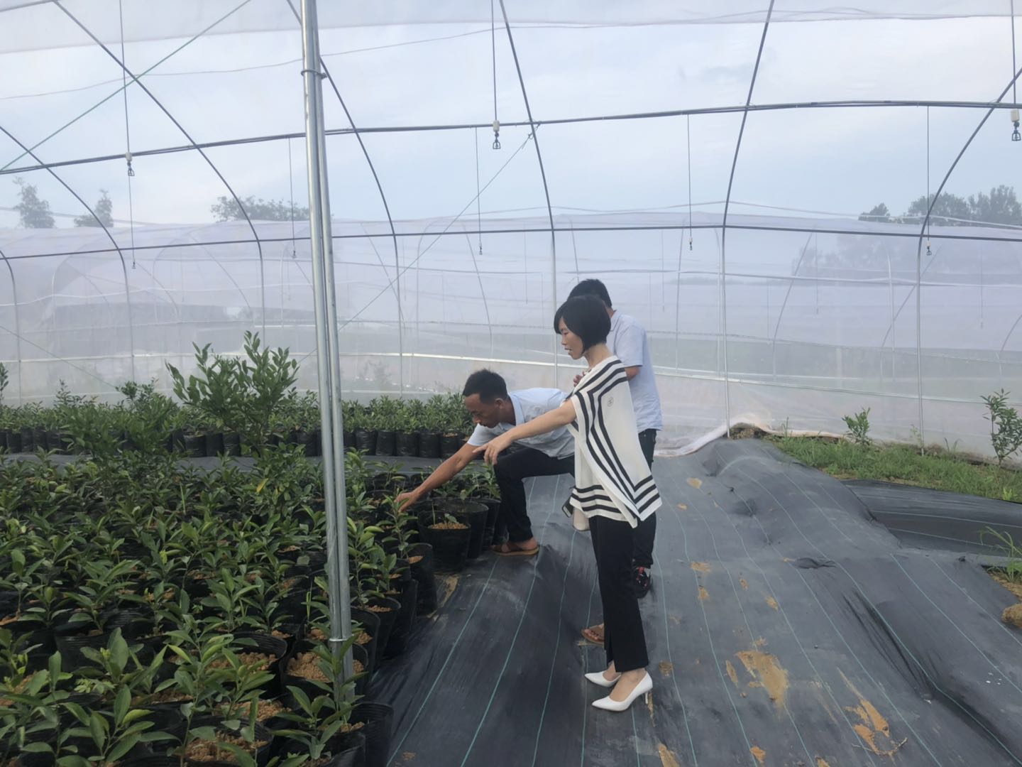 湖南樹人農林科技有限公司,湖南柑橘品種銷售,中國果樹網(wǎng),常綠果樹類哪里好 湖南樹人農林科技有限公司,湖南柑橘品種銷售,中國果樹網(wǎng),常綠果樹類哪里好