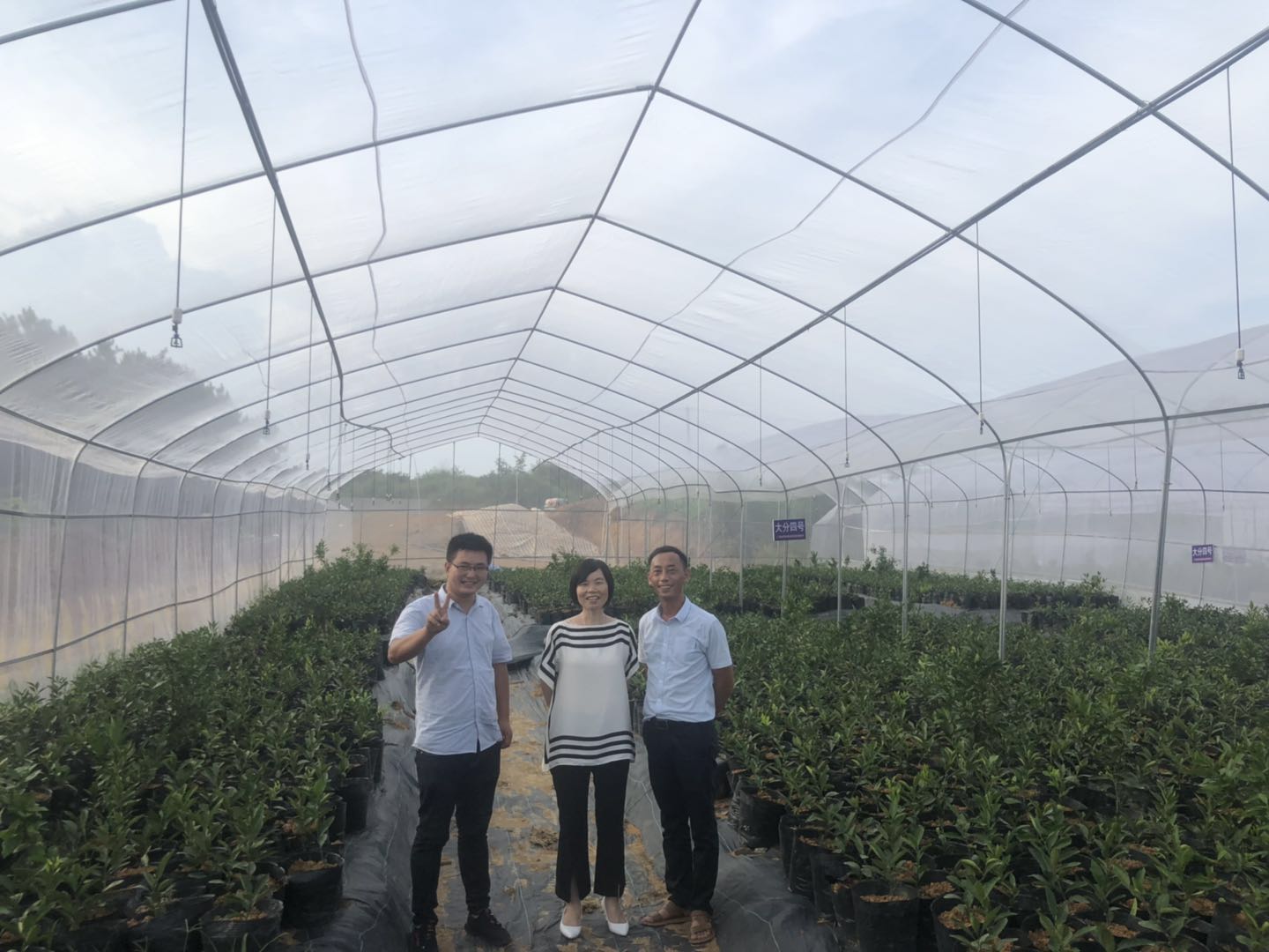 湖南樹人農林科技有限公司,湖南柑橘品種銷售,中國果樹網(wǎng),常綠果樹類哪里好 湖南樹人農林科技有限公司,湖南柑橘品種銷售,中國果樹網(wǎng),常綠果樹類哪里好