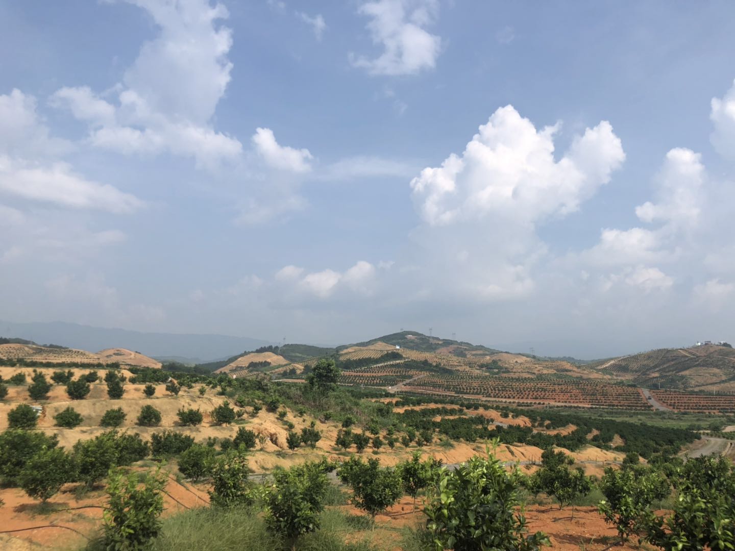 湖南樹人農林科技有限公司,湖南柑橘品種銷售,中國果樹網(wǎng),常綠果樹類哪里好 湖南樹人農林科技有限公司,湖南柑橘品種銷售,中國果樹網(wǎng),常綠果樹類哪里好