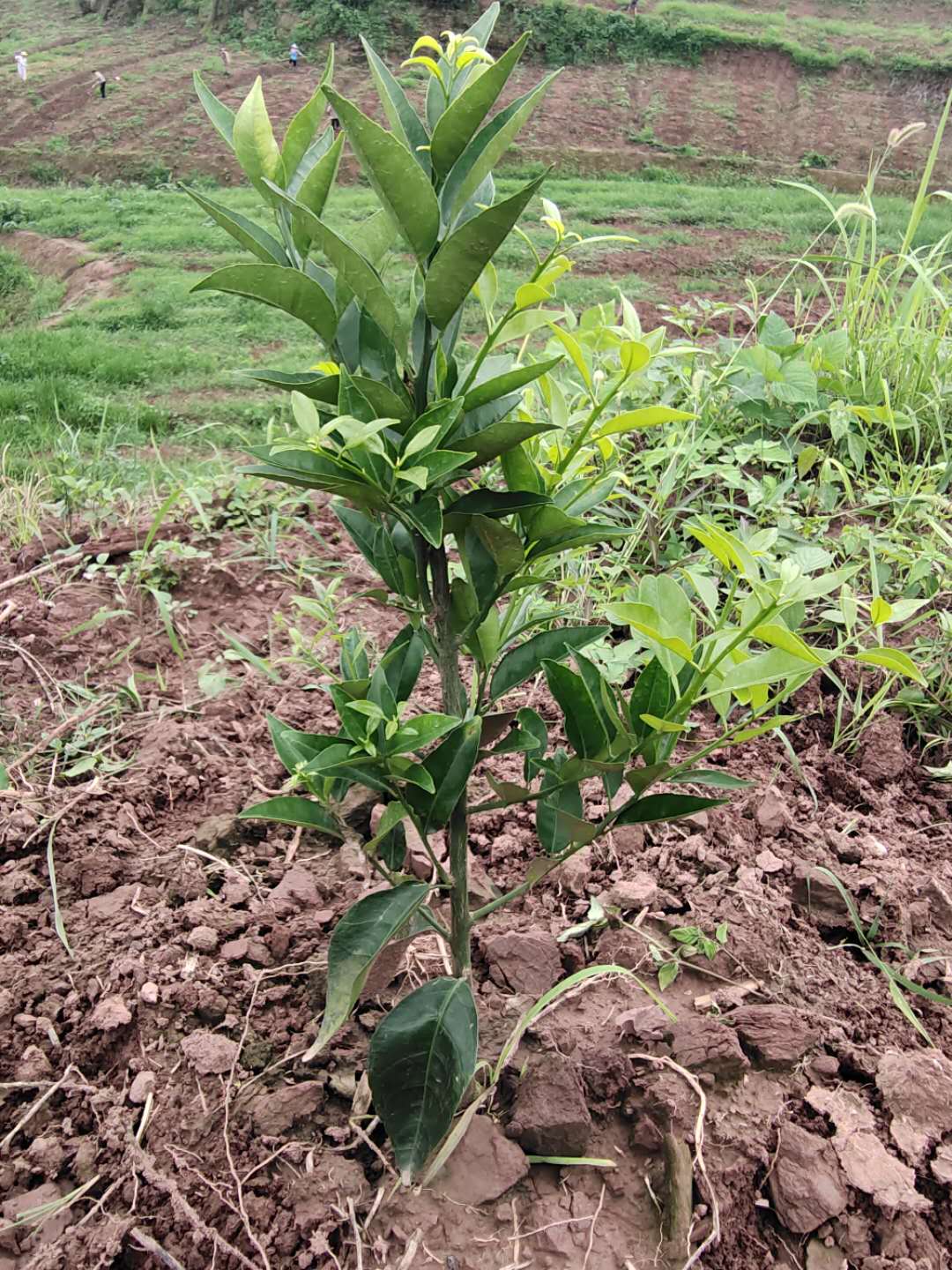 湖南樹(shù)人農(nóng)林科技有限公司,湖南柑橘品種銷(xiāo)售,中國(guó)果樹(shù)網(wǎng),常綠果樹(shù)類(lèi)哪里好 湖南樹(shù)人農(nóng)林科技有限公司,湖南柑橘品種銷(xiāo)售,中國(guó)果樹(shù)網(wǎng),常綠果樹(shù)類(lèi)哪里好