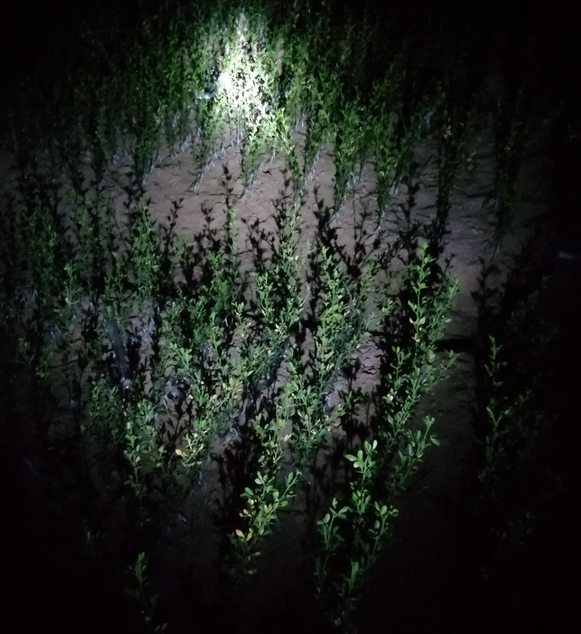 湖南樹人農(nóng)林科技有限公司,湖南柑橘品種銷售,中國(guó)果樹網(wǎng),常綠果樹類哪里好