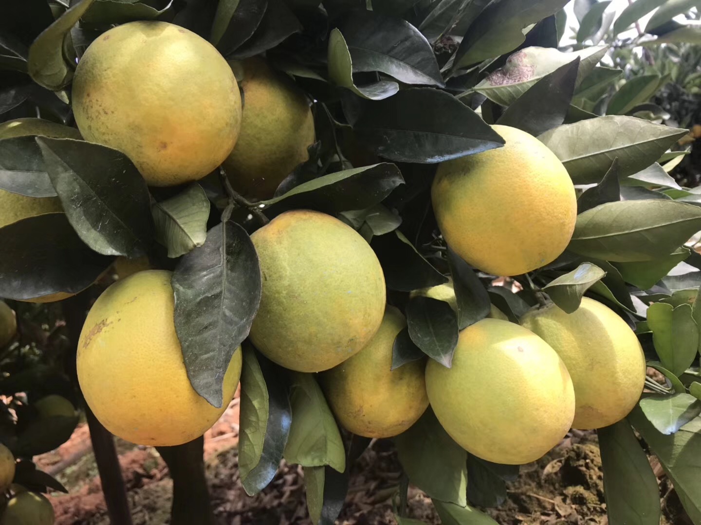 湖南樹人農(nóng)林科技有限公司,湖南柑橘品種銷售,中國(guó)果樹網(wǎng),常綠果樹類哪里好 湖南樹人農(nóng)林科技有限公司,湖南柑橘品種銷售,中國(guó)果樹網(wǎng),常綠果樹類哪里好