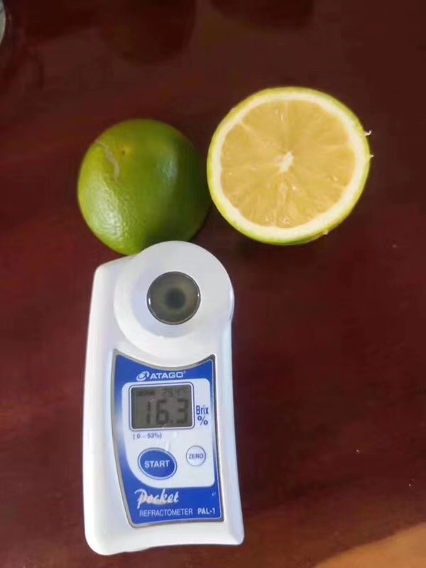 湖南樹人農(nóng)林科技有限公司,湖南柑橘品種銷售,中國(guó)果樹網(wǎng),常綠果樹類哪里好