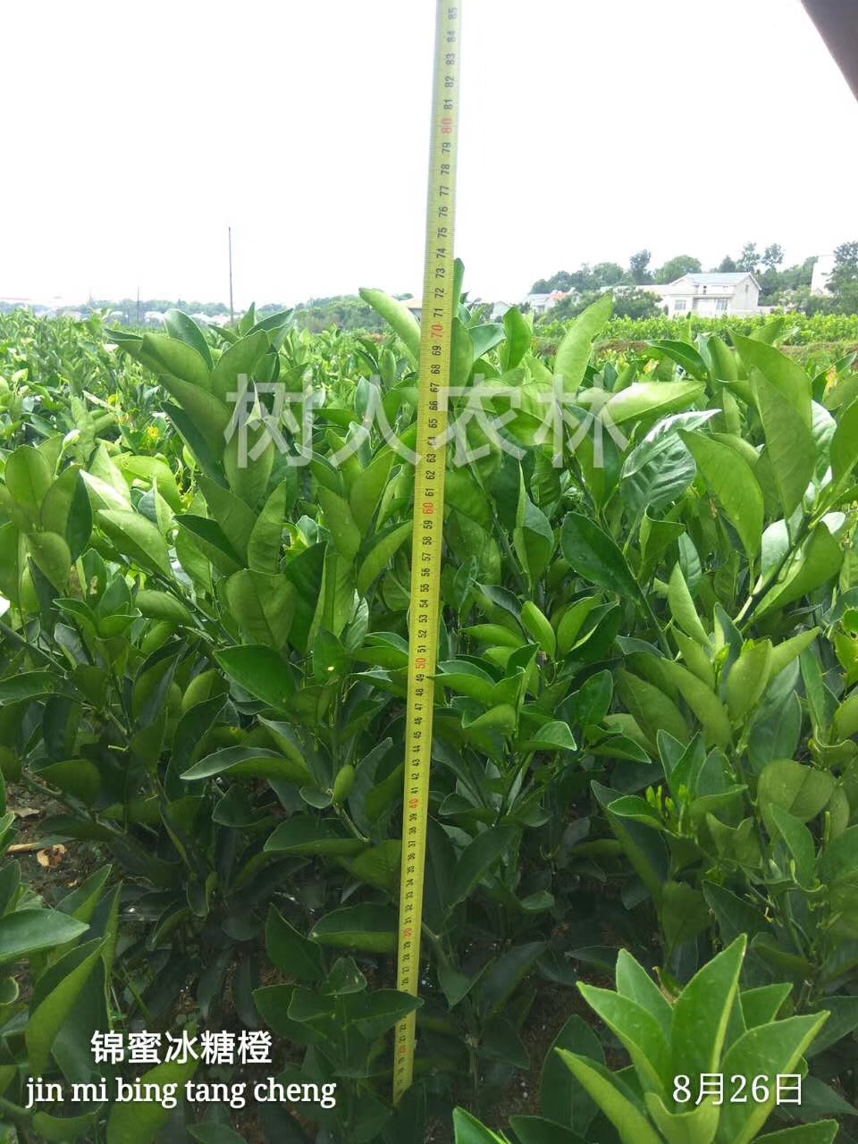 湖南樹人農(nóng)林科技有限公司,湖南柑橘品種銷售,中國(guó)果樹網(wǎng),常綠果樹類哪里好