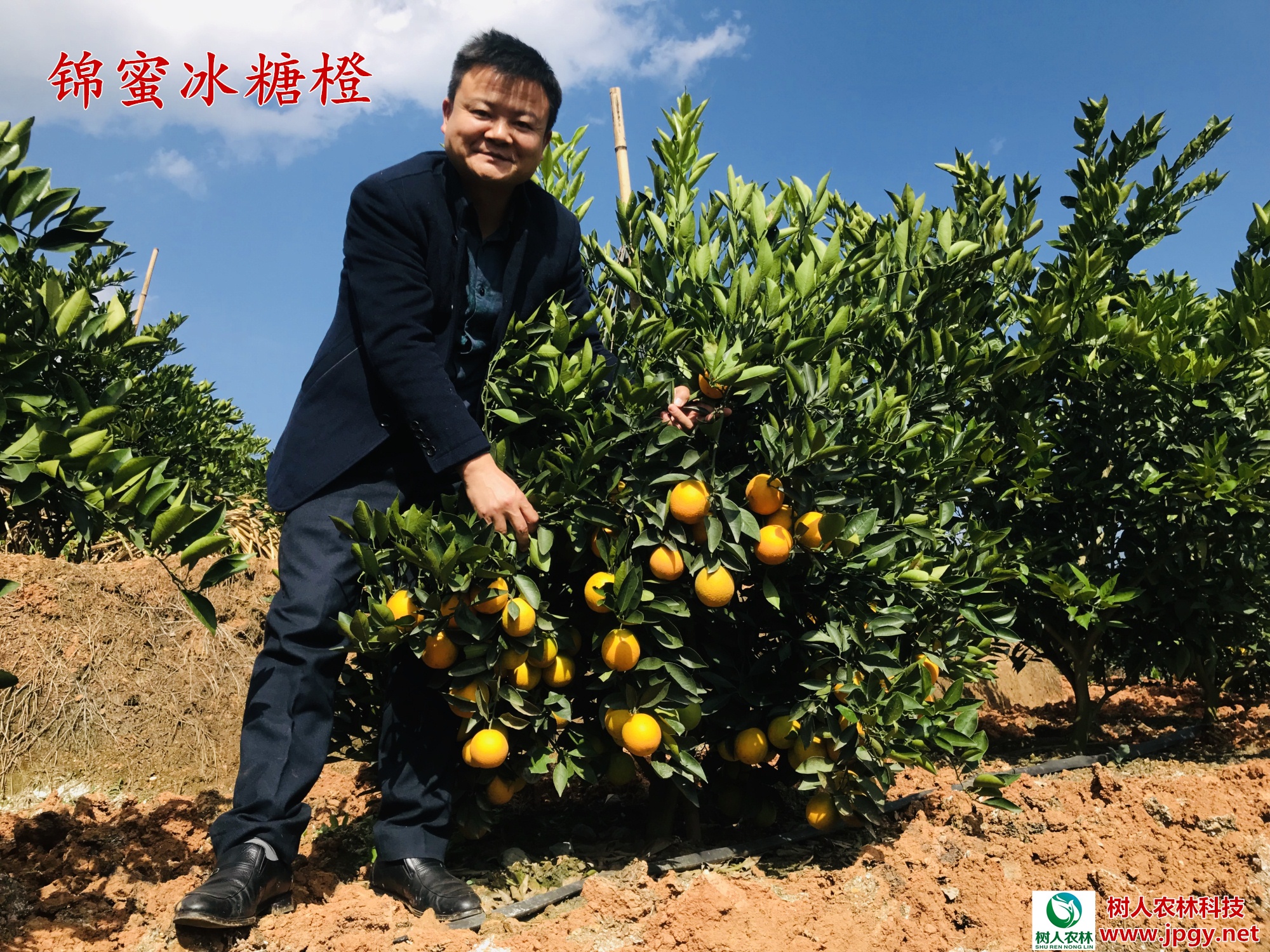 湖南樹人農(nóng)林科技有限公司,湖南柑橘品種銷售,中國(guó)果樹網(wǎng),常綠果樹類哪里好