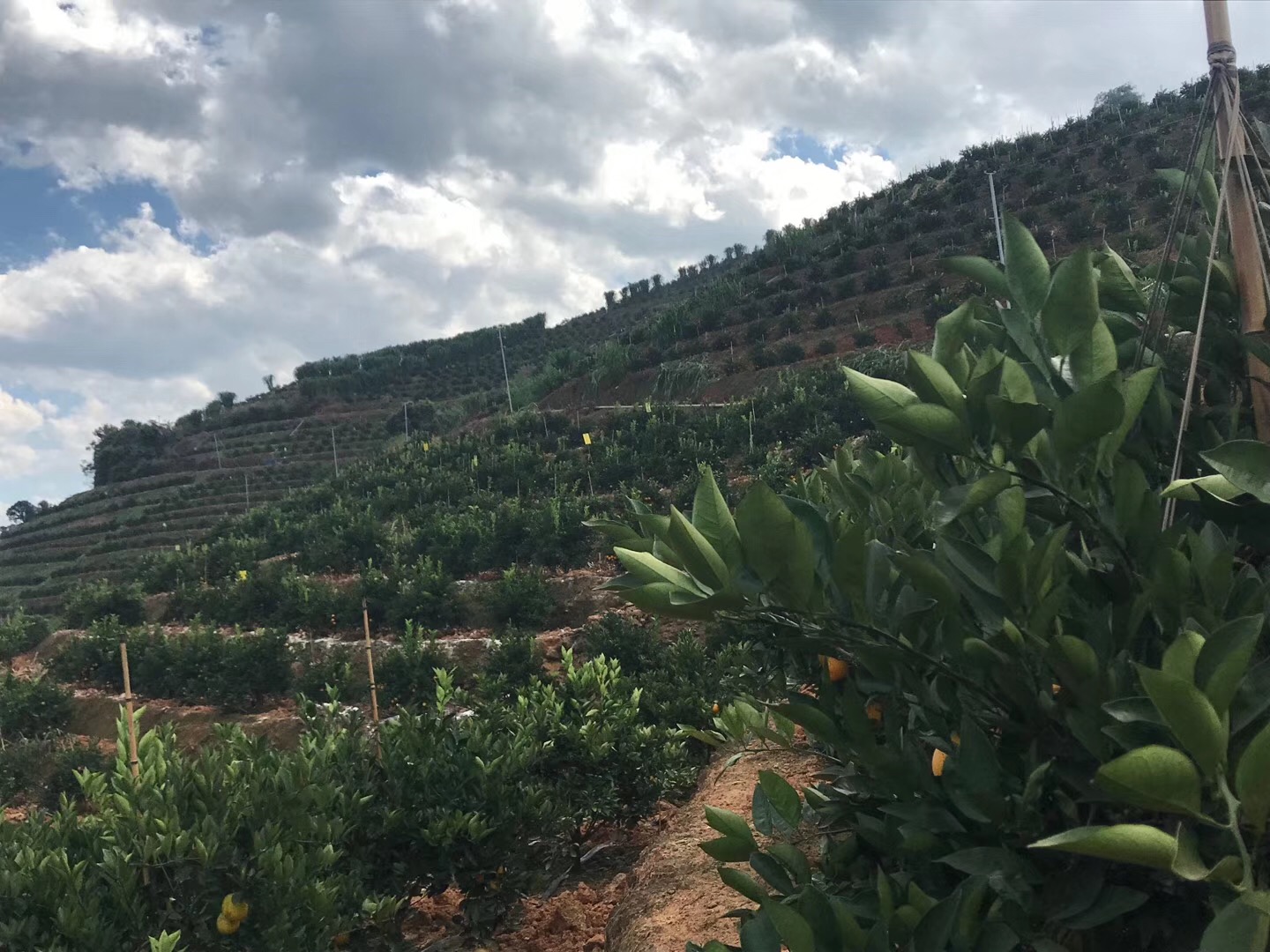 湖南樹人農(nóng)林科技有限公司,湖南柑橘品種銷售,中國(guó)果樹網(wǎng),常綠果樹類哪里好