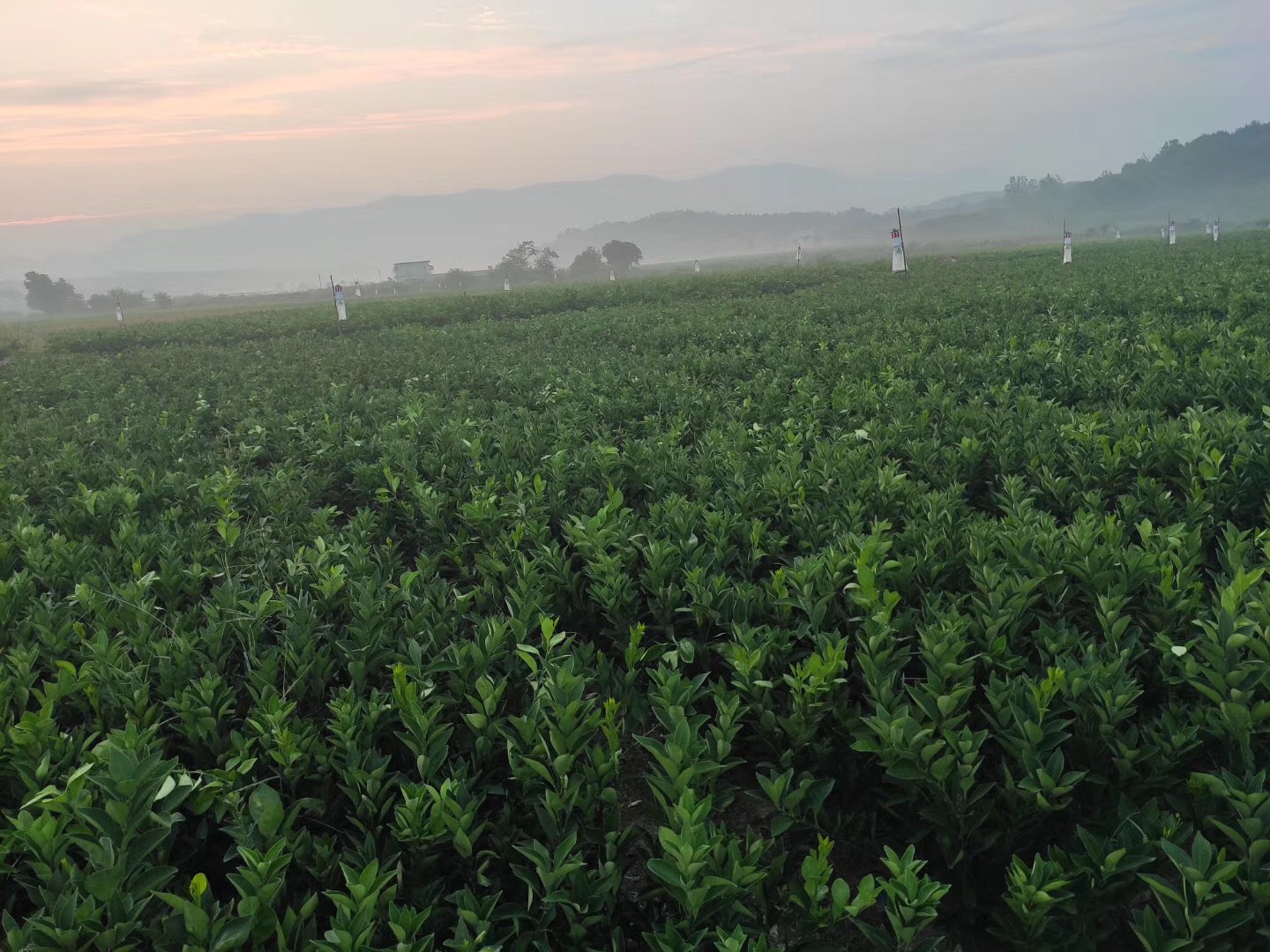 湖南樹人農(nóng)林科技有限公司,湖南柑橘品種銷售,中國(guó)果樹網(wǎng),常綠果樹類哪里好