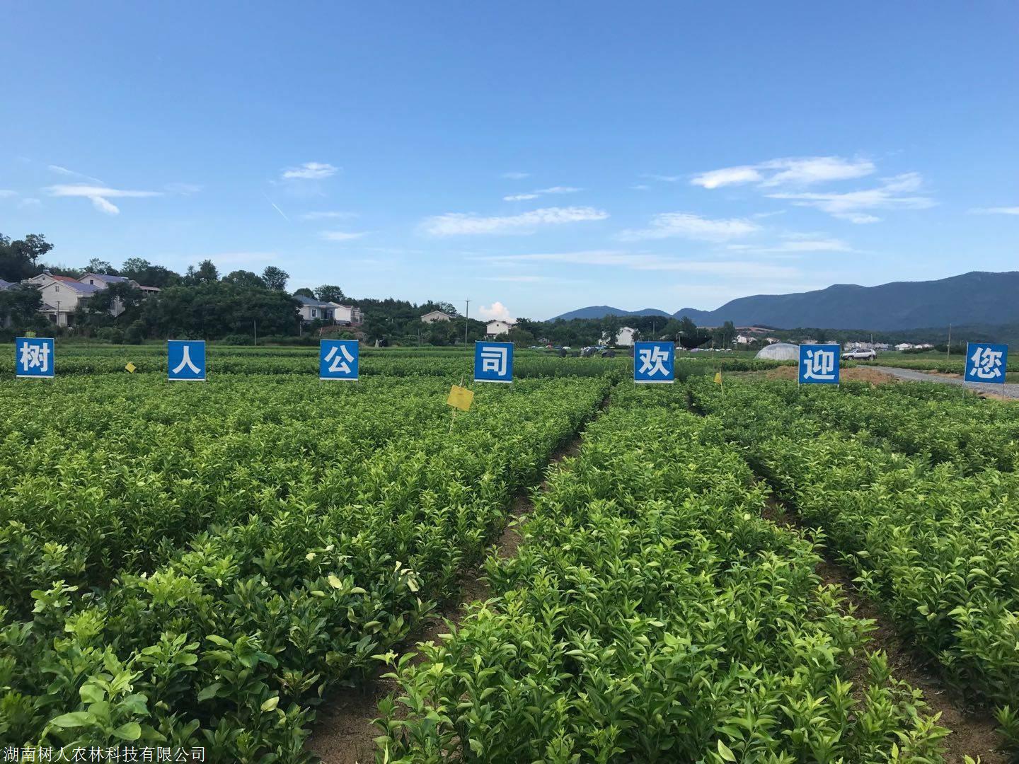 湖南樹人農(nóng)林科技有限公司,湖南柑橘品種銷售,中國果樹網(wǎng),常綠果樹類哪里好
