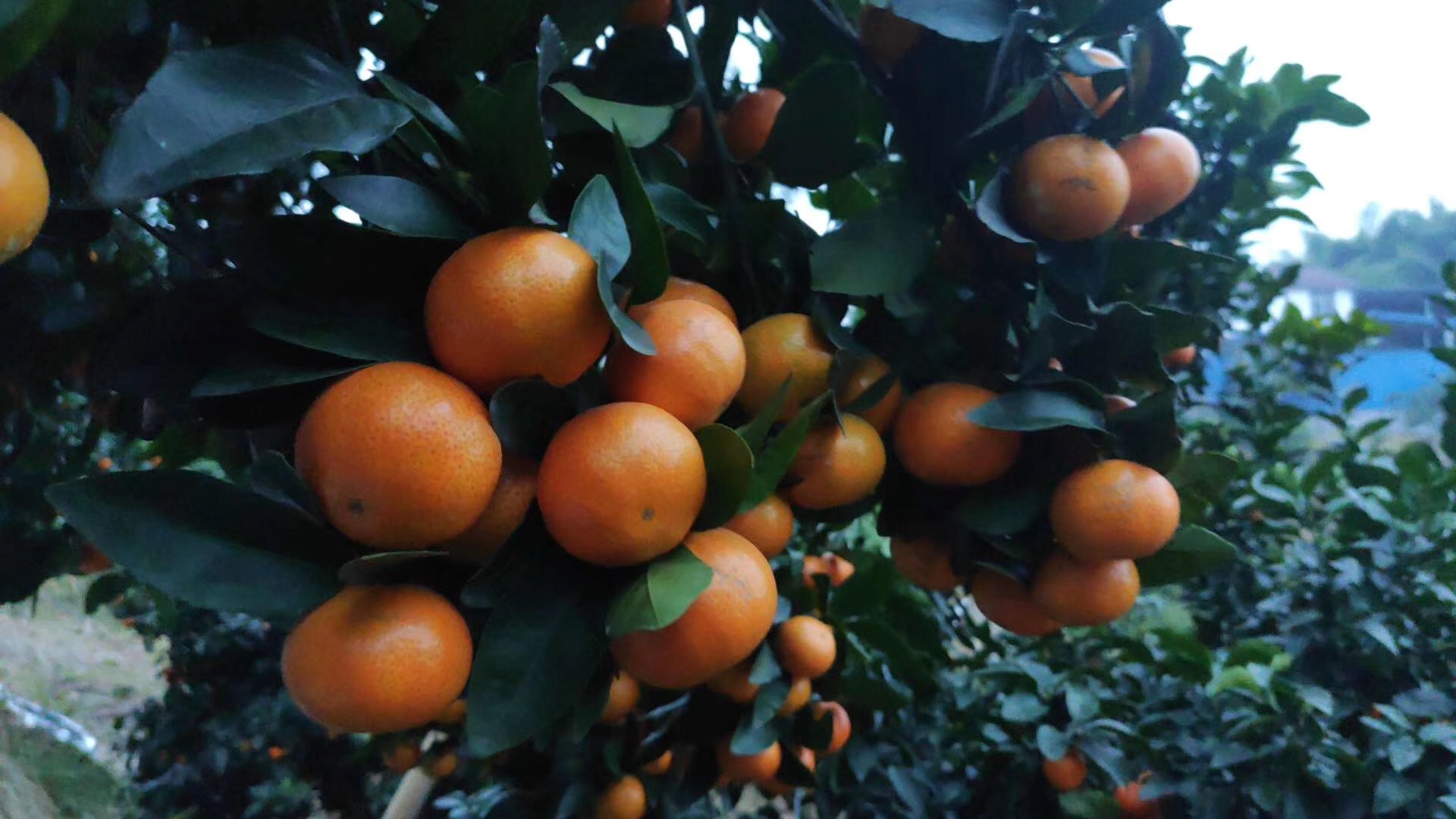 湖南樹人農(nóng)林科技有限公司,湖南柑橘品種銷售,中國果樹網(wǎng),常綠果樹類哪里好